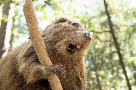 digue de castor - A wild beaver taking a break from chewing a stick. Photographie de stock - Aubaine LD & Abonnement, Code: 400-03989302