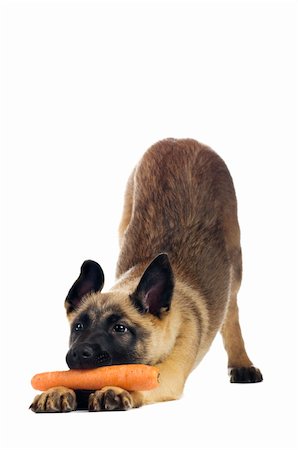 Cute puppy eating a tasty carrot Foto de stock - Super Valor sin royalties y Suscripción, Código: 400-03989557
