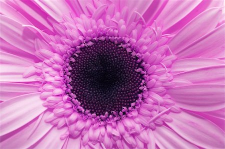 simsearch:400-04432314,k - Beautiful spring flower close-up Stock Photo - Budget Royalty-Free & Subscription, Code: 400-03989618