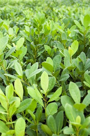 simsearch:400-04520635,k - Young Yerba Mate plants together in a nursery. Stock Photo - Budget Royalty-Free & Subscription, Code: 400-03989643