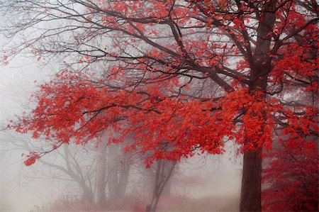 simsearch:400-04318525,k - foggy morning in autumn with brilliant red leaves on tree Stock Photo - Budget Royalty-Free & Subscription, Code: 400-03983537