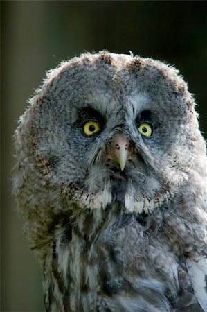 Portrait of a great grey owl, Strix nebulosa Photographie de stock - Aubaine LD & Abonnement, Code: 400-03983667