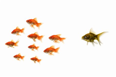 sad fish - Gold fish standing out from the crowd Stock Photo - Budget Royalty-Free & Subscription, Code: 400-03983809