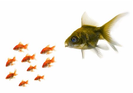 sad fish - Gold fish standing out from the crowd Stock Photo - Budget Royalty-Free & Subscription, Code: 400-03983811