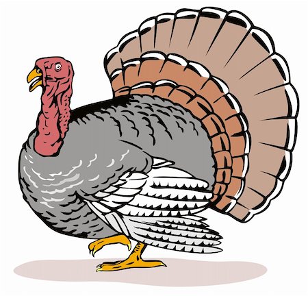 Vector art of a Wild Turkey Stock Photo - Budget Royalty-Free & Subscription, Code: 400-03983908
