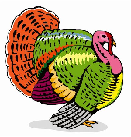 Vector art of a Wild Turkey Stock Photo - Budget Royalty-Free & Subscription, Code: 400-03983909
