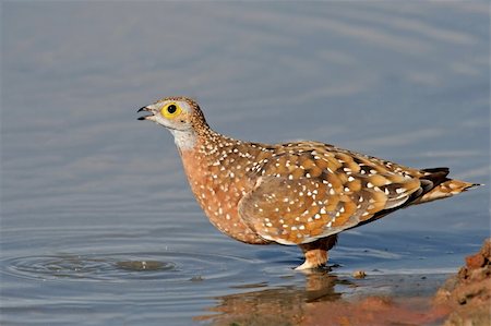 simsearch:400-03947402,k - Spotted or Burchell's sandgrouse (Pterocles burchelli) drinking water, Kalahari desert, South Africa Photographie de stock - Aubaine LD & Abonnement, Code: 400-03983954