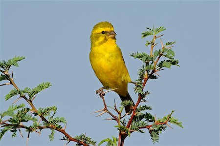 Yellow canary (Serinus mozambicus) perched on a branch, Kalahari, South Africa Stockbilder - Microstock & Abonnement, Bildnummer: 400-03983959