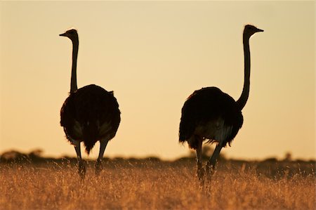 simsearch:400-04033153,k - Ostriches (Struthio camelus) in early morning light, Kalahari desert, South Africa Stock Photo - Budget Royalty-Free & Subscription, Code: 400-03983953