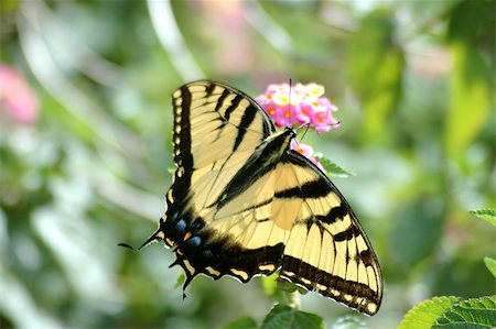 simsearch:400-07674888,k - a yellow swallowtail butterfly sits on a purple flower Foto de stock - Super Valor sin royalties y Suscripción, Código: 400-03994023