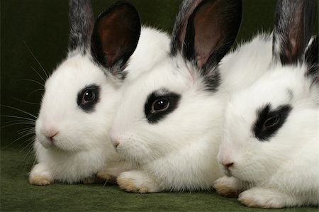 rabbit face closeup - close up portrait of three cute rabbits Stock Photo - Budget Royalty-Free & Subscription, Code: 400-03994079
