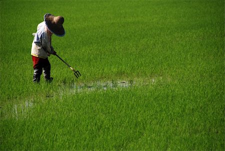 farmer working in the paddy field in the countrysides Stock Photo - Budget Royalty-Free & Subscription, Code: 400-03994086