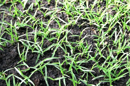 simsearch:400-07039820,k - Young grass in the garden after the rain. Stock Photo - Budget Royalty-Free & Subscription, Code: 400-03994148