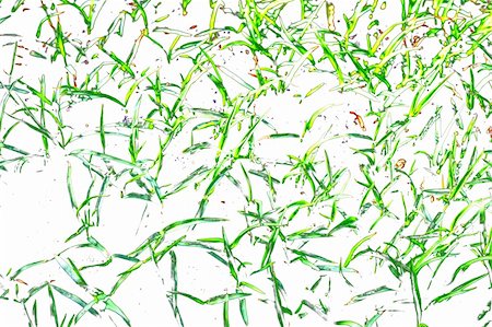 Beautiful grass abstract as a nice background. Stock Photo - Budget Royalty-Free & Subscription, Code: 400-03994149