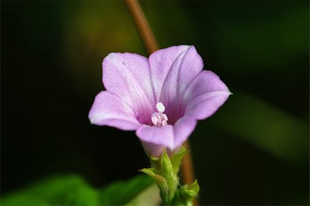 morning glory flower in the parks Stock Photo - Budget Royalty-Free & Subscription, Code: 400-03994366