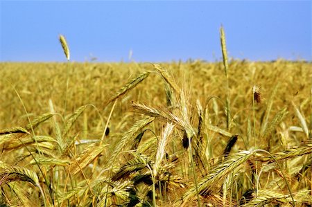 simsearch:400-08977636,k - sunlight, lokation - Russia, soon there will be a harvesting wheaten field Stock Photo - Budget Royalty-Free & Subscription, Code: 400-03994599