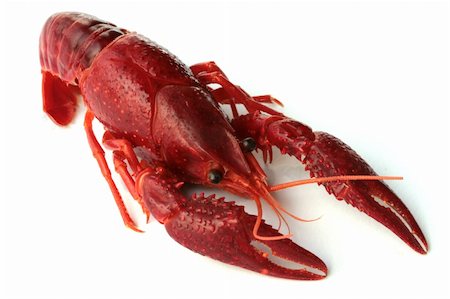 red crawfish on white background Photographie de stock - Aubaine LD & Abonnement, Code: 400-03994631