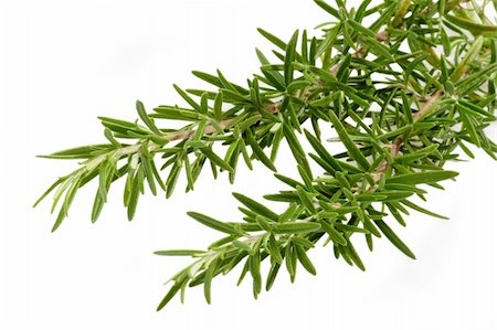rosemary sprig - Rosemary isolated on white background Stock Photo - Budget Royalty-Free & Subscription, Code: 400-03994640