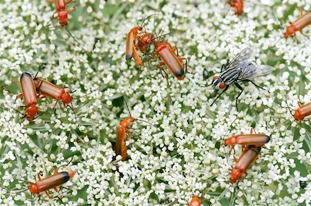 sarcophagidae - A lot of common red soldier beetles and one female flesh-fly Stock Photo - Budget Royalty-Free & Subscription, Code: 400-03994758