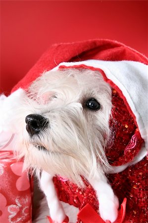 simsearch:400-06477682,k - Cute white puppy with present and snowflakes. Stock Photo - Budget Royalty-Free & Subscription, Code: 400-03995013