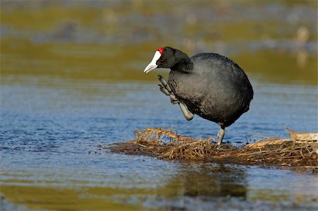 simsearch:400-03947402,k - A redknobbed coot (Fulica cristata) standing on floating vegetation, South Africa Photographie de stock - Aubaine LD & Abonnement, Code: 400-03995045