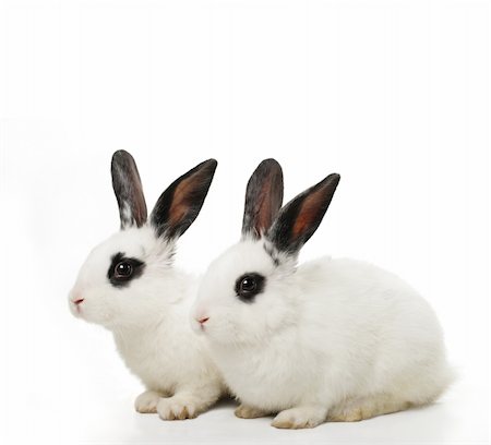 rabbit face closeup - close up portrait of twin cute rabbits Stock Photo - Budget Royalty-Free & Subscription, Code: 400-03995050