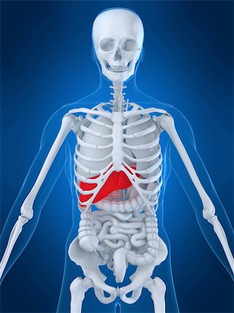 simsearch:400-04260749,k - 3d rendered anatomy illustration of a human skeleton with highlighted liver Stockbilder - Microstock & Abonnement, Bildnummer: 400-03995086