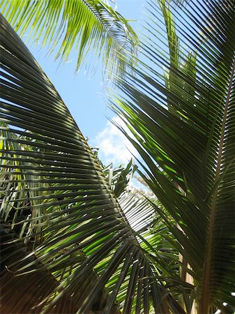 Beach and Jungle in Hawaii Stock Photo - Budget Royalty-Free & Subscription, Code: 400-03995177