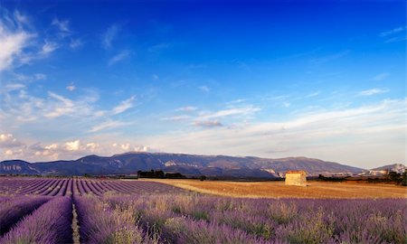 simsearch:400-05162269,k - Landscape image with a lavender field and a small barn in Provence, France. Stock Photo - Budget Royalty-Free & Subscription, Code: 400-03995241