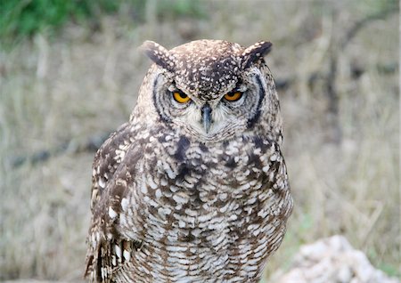 A beautiful eurasian eagle-owl (Bubo Bubo) Photographie de stock - Aubaine LD & Abonnement, Code: 400-03995368