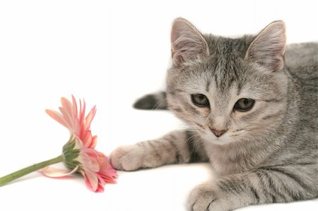 The grey cat plays with a pink flower Stockbilder - Microstock & Abonnement, Bildnummer: 400-03995621
