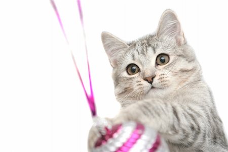 The grey cat plays with a red New Year's toy Stockbilder - Microstock & Abonnement, Bildnummer: 400-03995623
