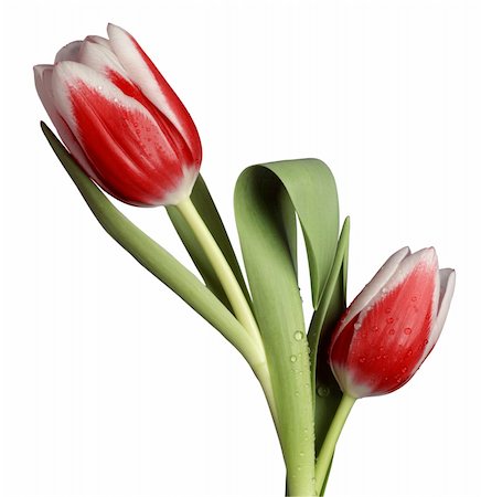 Tulips from the garden Photographie de stock - Aubaine LD & Abonnement, Code: 400-03995905