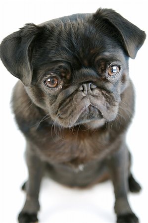 pug, not people - Black Pug Stock Photo - Budget Royalty-Free & Subscription, Code: 400-03995934