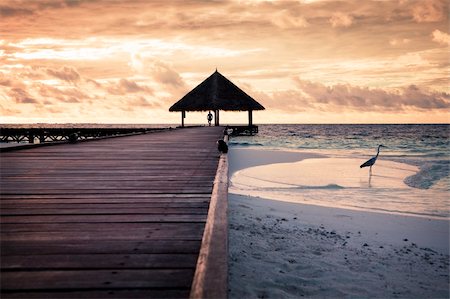 tropical beach: flamingo at the dawn. Man in the background Foto de stock - Super Valor sin royalties y Suscripción, Código: 400-03996013