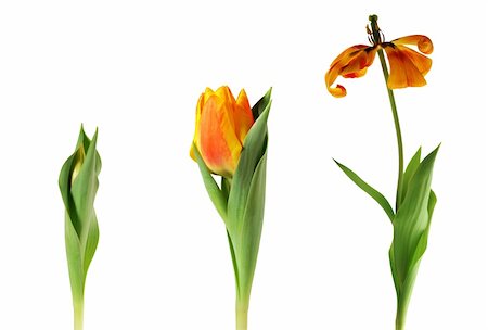 simsearch:400-04031781,k - Three tulips over white background Stock Photo - Budget Royalty-Free & Subscription, Code: 400-03996041