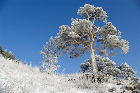 On a background of the light-blue sky a lonely tree in snow. Stockbilder - Microstock & Abonnement, Bildnummer: 400-03996064