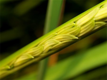 fruit farm in thailand - a photo of Rice  farm Foto de stock - Super Valor sin royalties y Suscripción, Código: 400-03996570