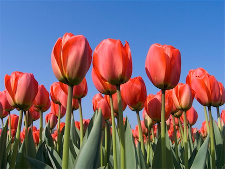 simsearch:400-04428905,k - Dutch tulip field Stock Photo - Budget Royalty-Free & Subscription, Code: 400-03996635