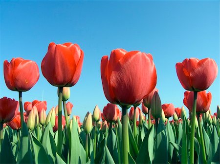 simsearch:400-04428905,k - Field with red tulips Stock Photo - Budget Royalty-Free & Subscription, Code: 400-03996636