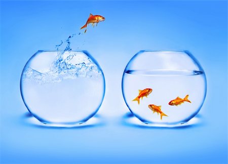 simsearch:400-06080242,k - goldfish jumping out of the water Foto de stock - Super Valor sin royalties y Suscripción, Código: 400-03996719