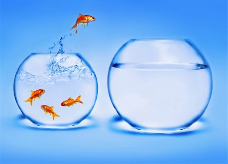 goldfish jumping out of the water Stock Photo - Budget Royalty-Free & Subscription, Code: 400-03996720