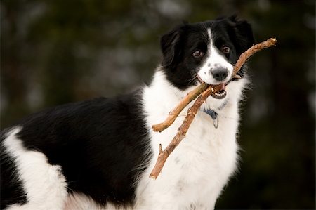 sheep dog portraits - A dog holding a stick read to play fetch Stock Photo - Budget Royalty-Free & Subscription, Code: 400-03996802