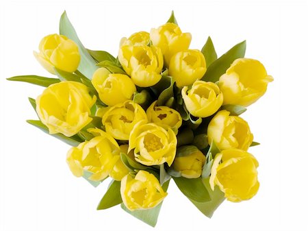 simsearch:400-06356460,k - A bunch of yellow tulips on white Foto de stock - Super Valor sin royalties y Suscripción, Código: 400-03996883