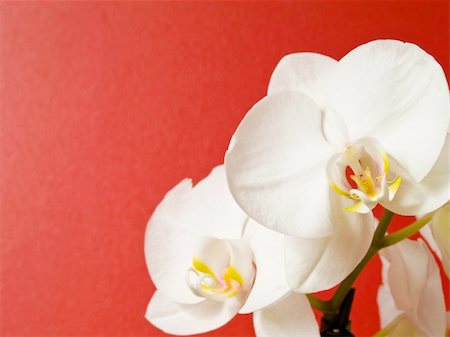 simsearch:400-04596018,k - A white orchid (phalaenopsis) on a red background Stockbilder - Microstock & Abonnement, Bildnummer: 400-03996944