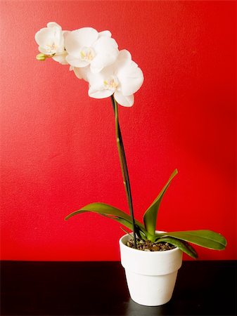 simsearch:400-04596018,k - A white orchid (phalaenopsis) on a red background Stockbilder - Microstock & Abonnement, Bildnummer: 400-03996945