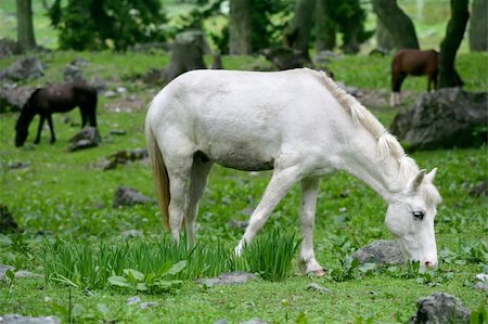 simsearch:400-08372603,k - White horse grazing in a forest in the Himalayas. Stock Photo - Budget Royalty-Free & Subscription, Code: 400-03997041