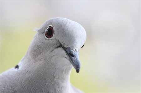 pigeon portrait Foto de stock - Royalty-Free Super Valor e Assinatura, Número: 400-03997094