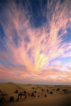 simsearch:400-03997137,k - Camels against a colourful sunset sky; sahara, Algeria. Photographie de stock - Aubaine LD & Abonnement, Code: 400-03997138