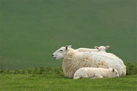 simsearch:400-04478701,k - White female sheep lying down on the grass in spring, with two new born lambs next to her. Stockbilder - Microstock & Abonnement, Bildnummer: 400-03997279